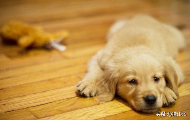 两个月的金毛怎么训练指定位置拉屎