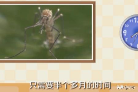 蚊子的幼虫怎么杀死（蚊子幼虫孑孓怎么灭）