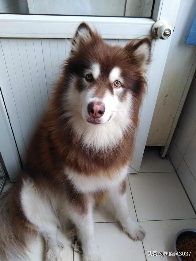 阿拉斯加和哈士奇谁更漂亮（阿拉斯加和哈士奇谁厉害）