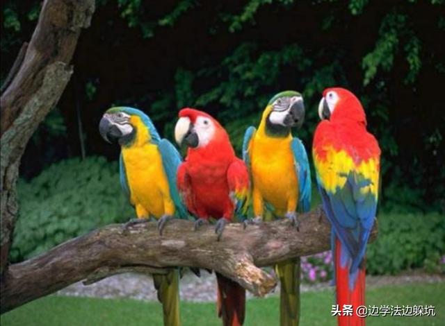 养什么宠物好没细菌