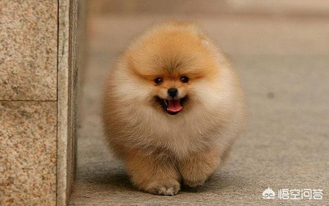 美系博美犬标准（美系博美的区别图）