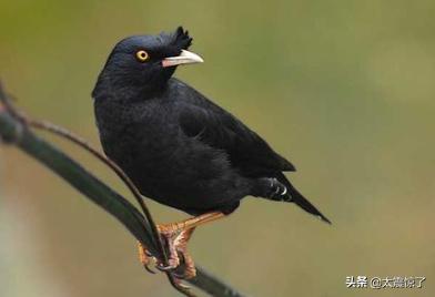 巴哥鸟都吃什么（巴哥犬最爱吃的食物）