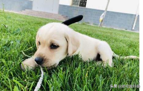拉布拉多有什么缺点（拉布拉多有什么缺点和优点）
