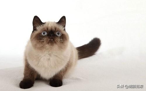 暹罗猫老了图片（暹罗猫老了有什么表现）
