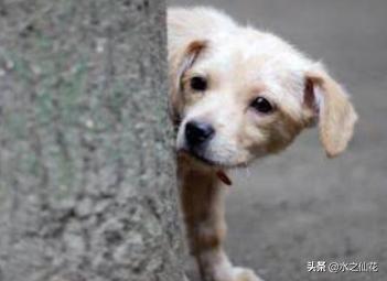 捡来的小狗怎么养（捡来的小狗怎么养活）