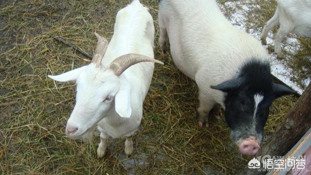 猪搞笑图片笑死人（搞笑的猪图片 逗比）