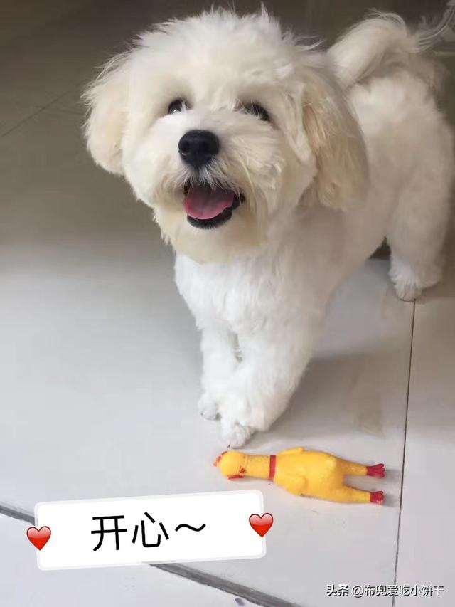 比熊狗照片图片（比熊犬照片可爱萌萌哒）